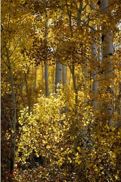 Aspen Autumn Light VIII,&nbsp;2014